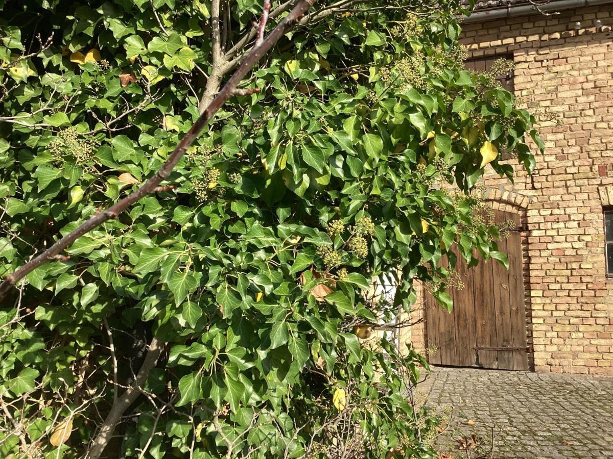 Haus Lies Apartment Rehfelde Exterior foto